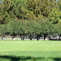 Putting Greens San Elizario Texas Fake Grass