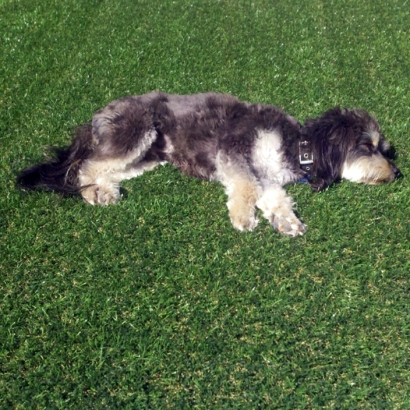 Artificial Pet Turf Clint Texas Installation