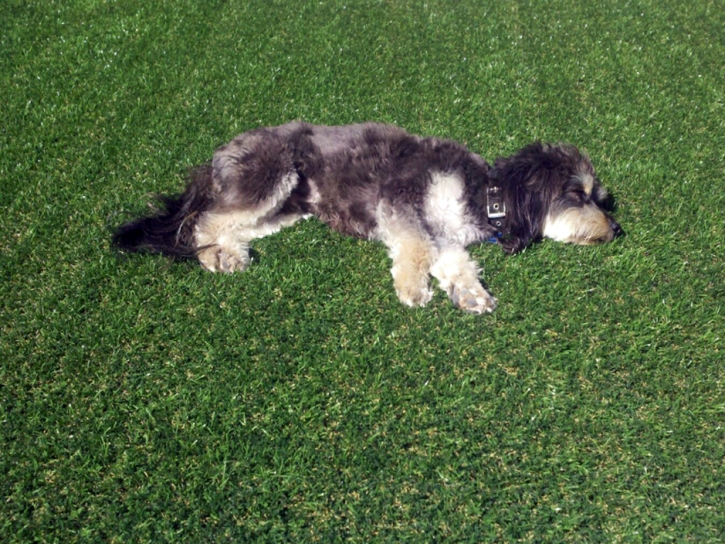 Artificial Pet Turf Clint Texas Installation